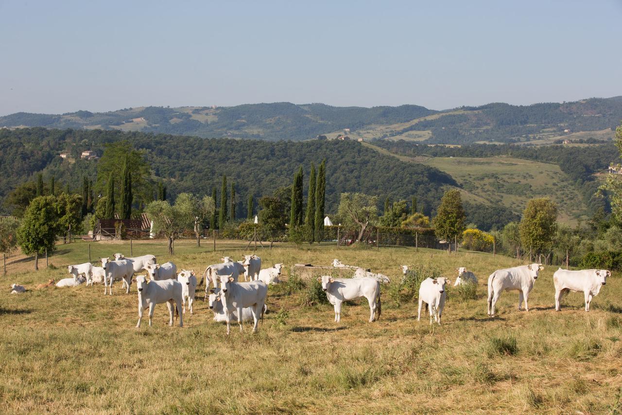 Poggiovalle Tenuta Italiana Città della Pieve Екстериор снимка